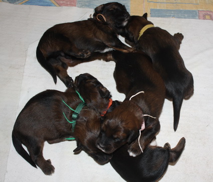 T-Wurf07028 T-Wurf07028