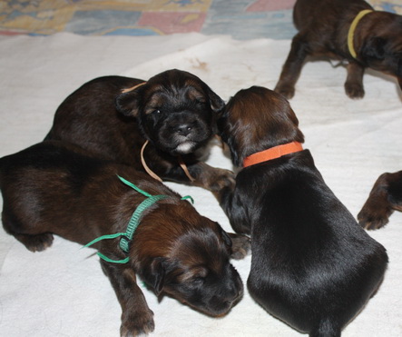 T-Wurf07029 T-Wurf07029