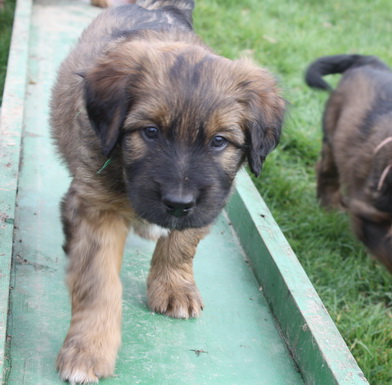 T-Wurf07030 T-Wurf07030