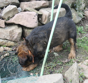 T-Wurf07031 T-Wurf07031