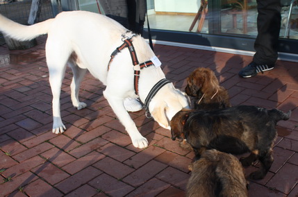 T-Wurf070310 T-Wurf070310