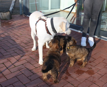 T-Wurf070311 T-Wurf070311