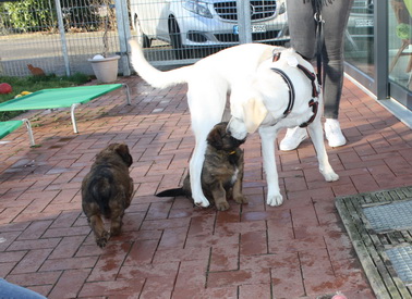 T-Wurf070312 T-Wurf070312