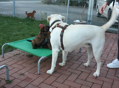 T-Wurf070314 T-Wurf070314