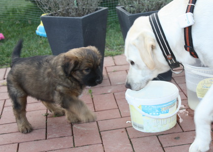 T-Wurf070315 T-Wurf070315