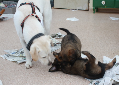 T-Wurf070316 T-Wurf070316