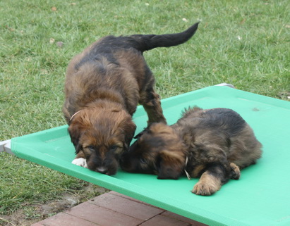 T-Wurf07032 T-Wurf07032