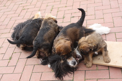 T-Wurf07034 T-Wurf07034