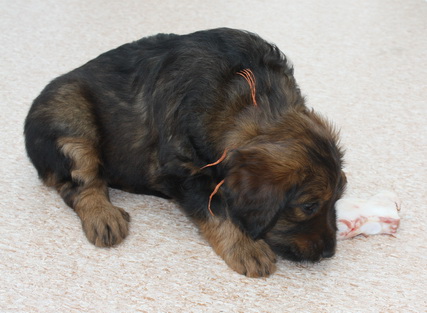 T-Wurf07036 T-Wurf07036