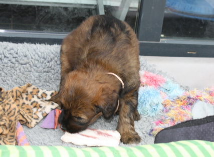 T-Wurf07037 T-Wurf07037