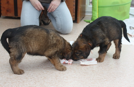 T-Wurf07038 T-Wurf07038