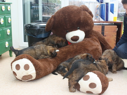 T-Wurf11030 T-Wurf11030