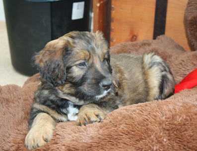 T-Wurf11031 T-Wurf11031