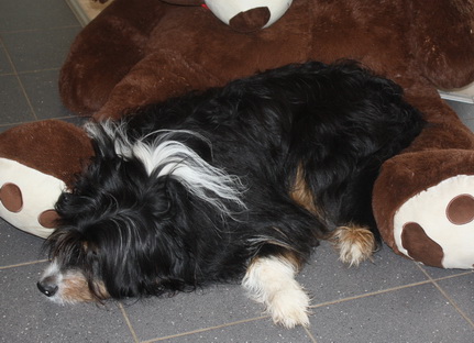 T-Wurf110310 T-Wurf110310