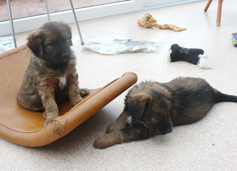 T-Wurf110311 T-Wurf110311