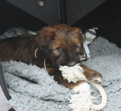 T-Wurf110312 T-Wurf110312