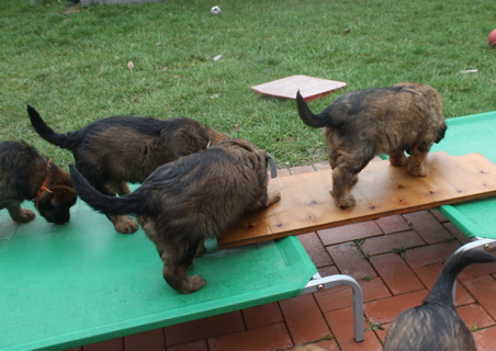 T-Wurf110313 T-Wurf110313