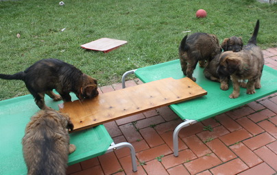 T-Wurf110314 T-Wurf110314