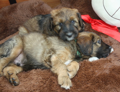 T-Wurf11032 T-Wurf11032