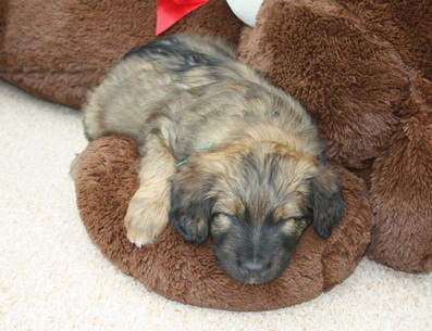 T-Wurf11033 T-Wurf11033