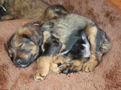 T-Wurf11034 T-Wurf11034