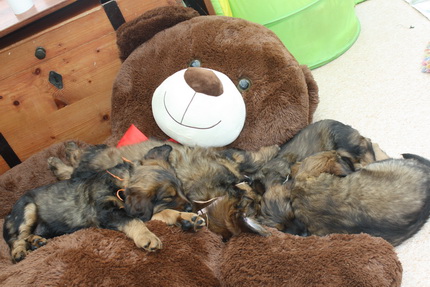 T-Wurf11035 T-Wurf11035