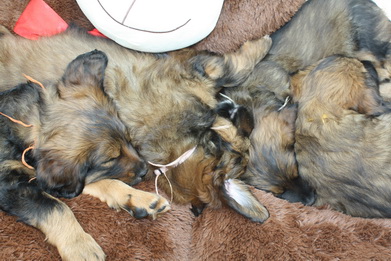 T-Wurf11036 T-Wurf11036