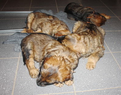 T-Wurf11037 T-Wurf11037