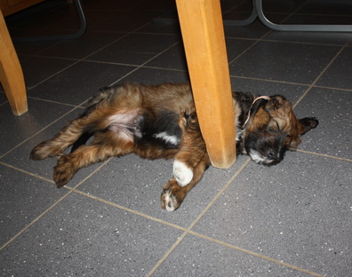 T-Wurf11038 T-Wurf11038