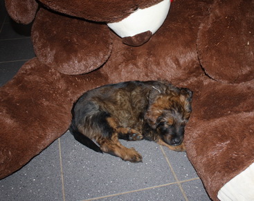 T-Wurf11039 T-Wurf11039