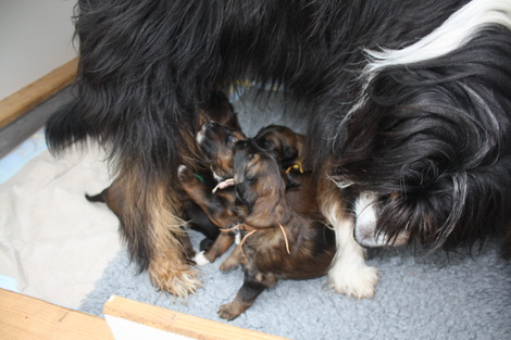 T-Wurf13020 T-Wurf13020