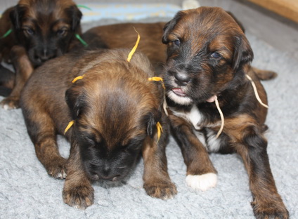 T-Wurf13021 T-Wurf13021