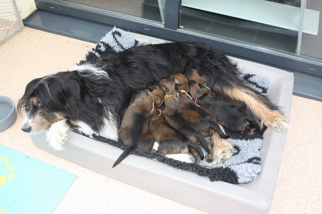 T-Wurf130210 T-Wurf130210