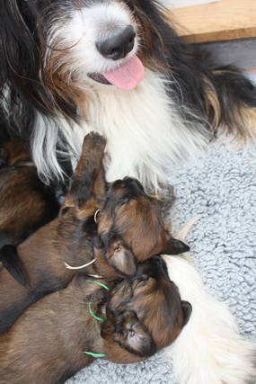 T-Wurf130211 T-Wurf130211