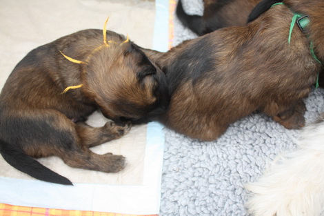 T-Wurf130212 T-Wurf130212