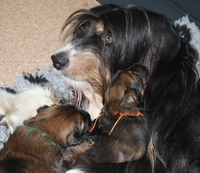 T-Wurf130213 T-Wurf130213