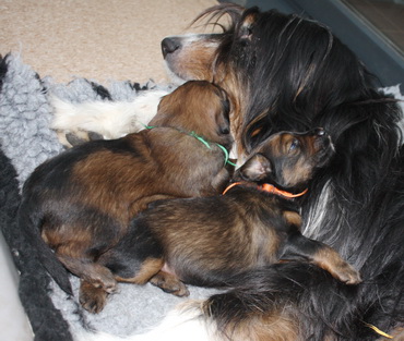 T-Wurf130214 T-Wurf130214