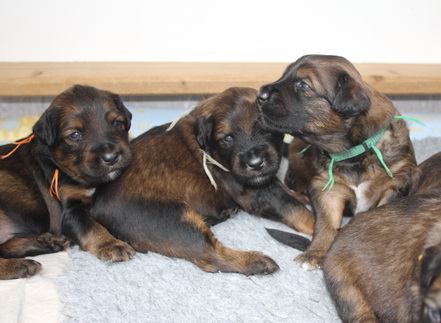 T-Wurf13022 T-Wurf13022