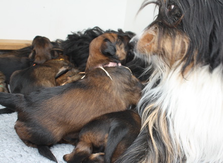 T-Wurf13023 T-Wurf13023