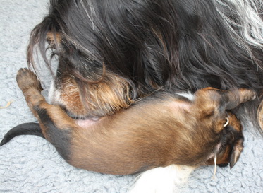 T-Wurf13024 T-Wurf13024