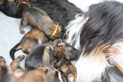 T-Wurf13025 T-Wurf13025