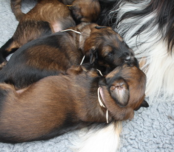 T-Wurf13026 T-Wurf13026