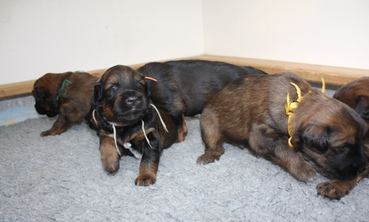 T-Wurf13027 T-Wurf13027