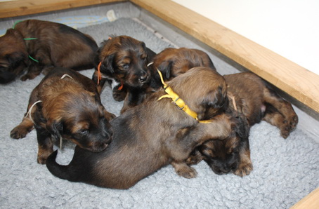 T-Wurf13028 T-Wurf13028