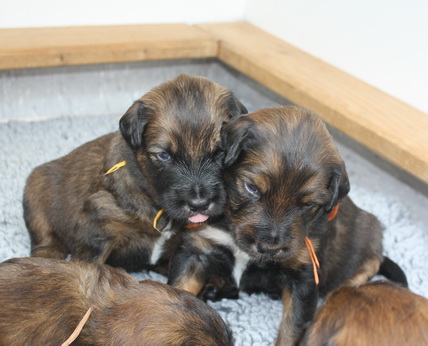 T-Wurf13029 T-Wurf13029