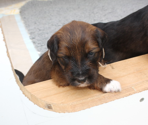 T-Wurf15020 T-Wurf15020