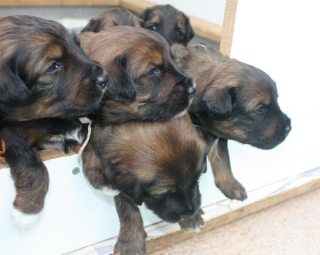 T-Wurf15021 T-Wurf15021