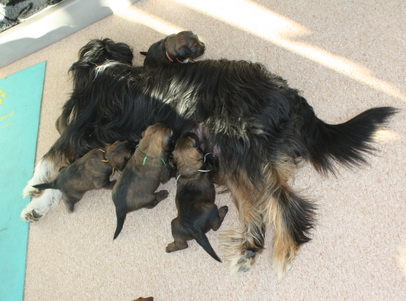 T-Wurf150210 T-Wurf150210