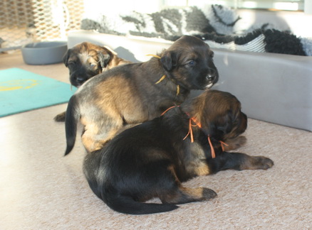 T-Wurf150211 T-Wurf150211