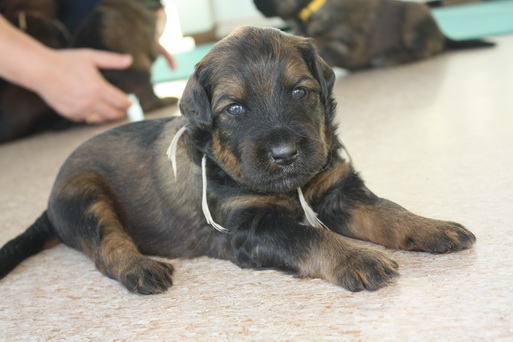 T-Wurf150212 T-Wurf150212